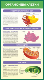 Стенд «Органоиды клетки» для кабинета биологии